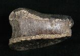 Juvenile Edmontosaurus Toe Bone (Phalange) - Hadrosaur #4450-2